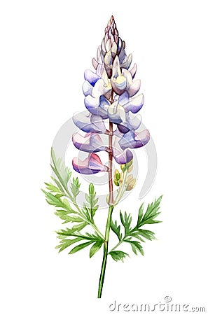 Watercolor lupine flower. Cartoon Illustration