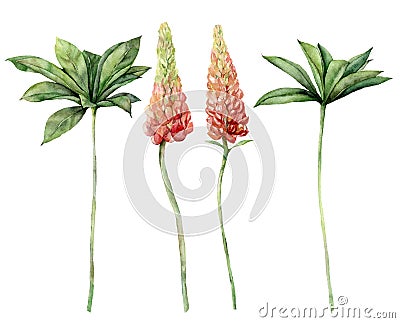 Watercolor lupine set. Hand painted flowers, branches, leaves and stems isolated on white background. Botanical floral Cartoon Illustration
