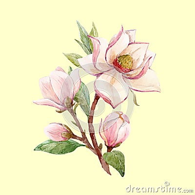 Watercolor magnolia floral vector composition Vector Illustration