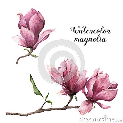 Watercolor magnolia. Hand painted floral botanical illustration isolated on white background. Pink flower for design Cartoon Illustration