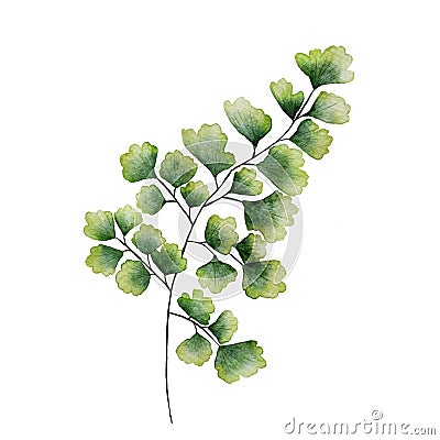 Watercolor maidenhair fern.Green plants illustration.Hand-drawn botanical isolated Cartoon Illustration