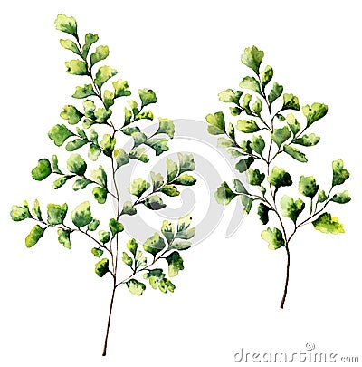 Watercolor maidenhair fern leaves and branches. Hand painted fern plants elements. Floral illustration isolated on white Cartoon Illustration