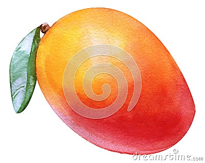 Watercolor mango tropical. Isolated fresh exotic mango fruit on white background. Artistic food Hand painted illustration. For Cartoon Illustration