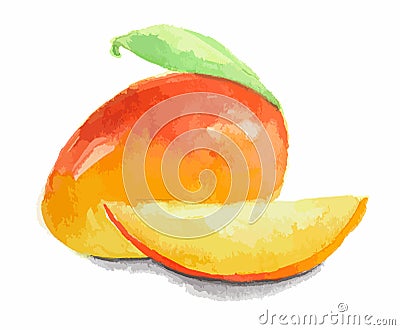 watercolor mango. Vector Illustration