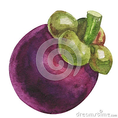 Watercolor mangosteen tropical. Isolated fresh exotic mangosteen fruit on white background. Artistic food Hand painted Cartoon Illustration