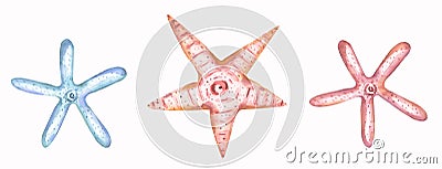 Watercolor marine objects set, starfish clipart. Delicate blue and pink illustrations Cartoon Illustration