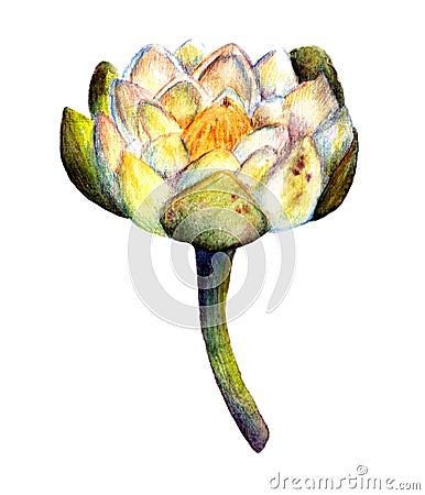 Watercolor Marsh plants. Blooming White Water Lily Flower Isolated Stock Photo