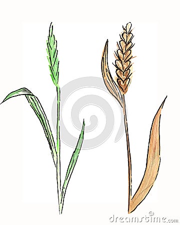 Watercolor meadow flowers. Ear of wheat Cartoon Illustration
