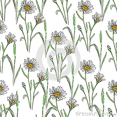 Watercolor meadow flowers. Seamless pattern of chamomile Stock Photo