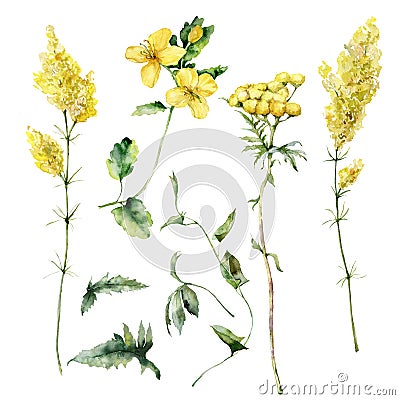 Watercolor meadow flowers set of bedstraw, celandine, tansy, bindweed and sage. Hand painted floral illustration Cartoon Illustration