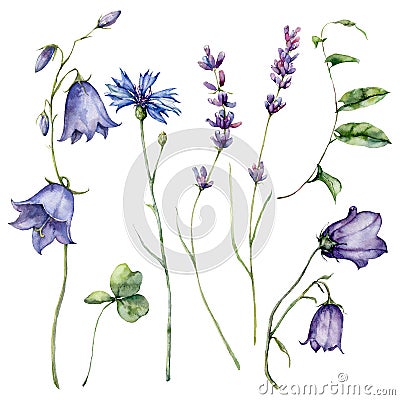 Watercolor meadow flowers set of campanula, cornflower, lavender and bindweed. Hand painted floral illustration isolated Cartoon Illustration