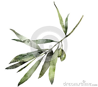 Watercolor mediterranean card olive branch. Hand painted floral illustration with green olives and leaves isolated on Cartoon Illustration