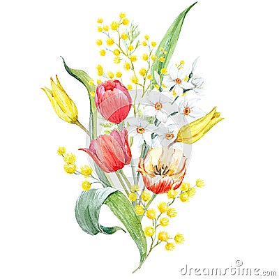 Watercolor mimosa and tulip bouquet Stock Photo