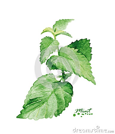 Watercolor mint branch Vector Illustration