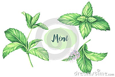 Watercolor mint collection. Mint leaf with mint flower isolated on white background. Cartoon Illustration