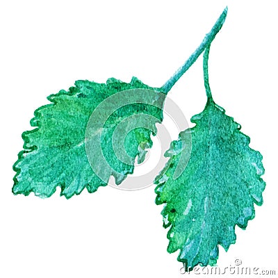 Watercolor mint peppermint spearmint leaf isolated vector Vector Illustration