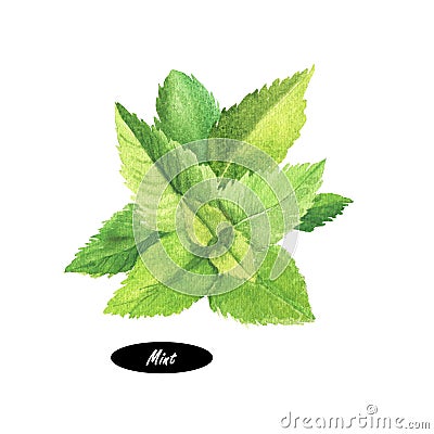 Watercolor mint plant (peppermint) on white background Stock Photo