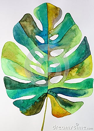 Watercolor monstera leaf Stock Photo