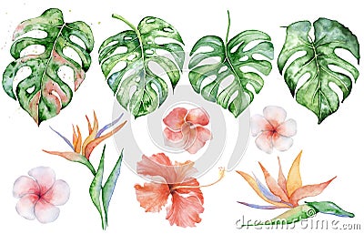 Watercolor monstera leaves set. Tropical plant illustration Cartoon Illustration