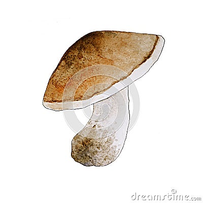 Watercolor mushroom on white background Stock Photo