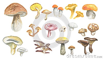 Watercolor mushrooms set. Stock Photo