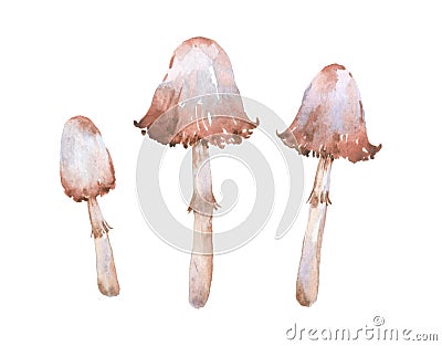watercolor mushrooms set isolated on white background. Edible mushroom collection. Hand painted illustration for design autumn Cartoon Illustration