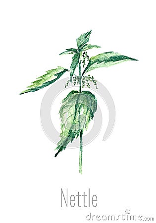 Watercolor nettle herbs. Vector Illustration