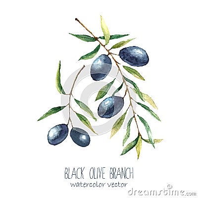 Watercolor olive branch background. Vector Illustration