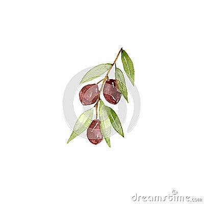 Watercolor olive branch on white background. Hand drawn and isolated natural object Stock Photo