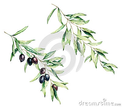 Watercolor olive tree branch set with black olives and leaves. Hand painted floral illustration isolated on white Cartoon Illustration