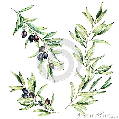 Watercolor olive tree branch set with leaves and black olives. Hand painted floral illustration isolated on white Cartoon Illustration