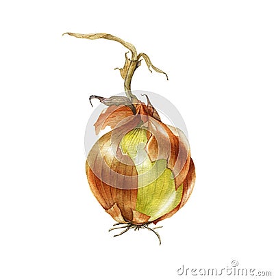 Watercolor onion. Hand drawn botanical illustration. Cartoon Illustration