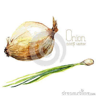 Watercolor onion. Vector Illustration