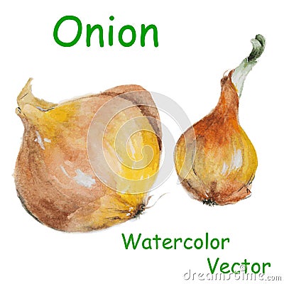 Watercolor onion Vector Illustration