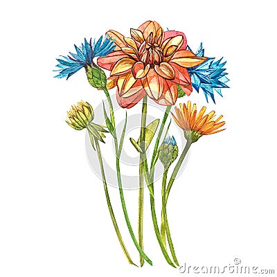 Watercolor orange dahlias. Wild flower set isolated on white. Botanical watercolor illustration, orange dahlias bouquet Cartoon Illustration