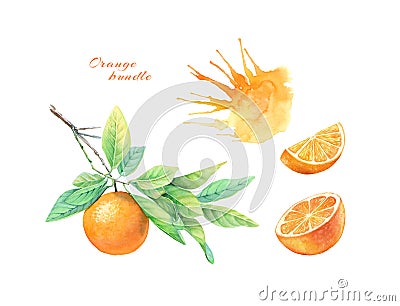 Watercolor orange fruit collection. Realistic botanical illustration with citrus, juice and branch. hand drawn exotic Cartoon Illustration