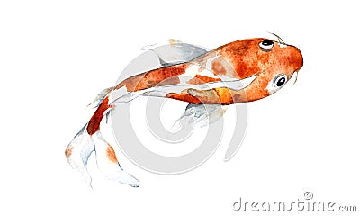 Watercolor orange koi, beautiful fish on an isolated white background Cartoon Illustration