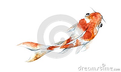 Watercolor orange koi, beautiful fish on an isolated white background Cartoon Illustration