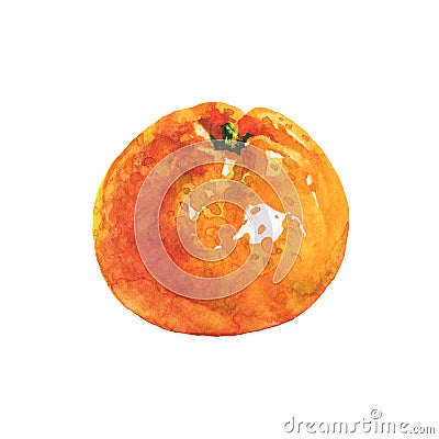 Watercolor orange mandarin Cartoon Illustration