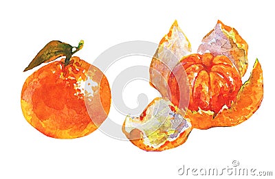 Watercolor orange mandarin Cartoon Illustration