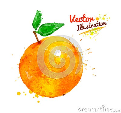 Watercolor orange Vector Illustration