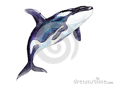 Watercolor orca, hand-drawn illustration isolated on white. Cartoon Illustration