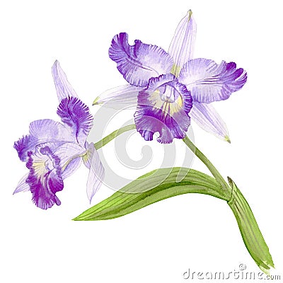 Hand drawn watercolor of orchid cattleya branch. Cartoon Illustration