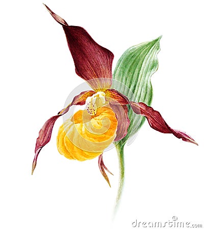Watercolor botanical illustration of orchid Cypripedium Calceolus. Cartoon Illustration