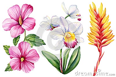 Watercolor orchid, hibiscus and heliconia. Botanical painting, floral illustration. Exotic flowers. Cartoon Illustration