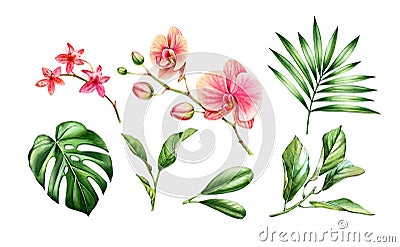 Watercolor Orchid plant set. Big pink flowers, palm, monstera leaves. Hand painted floral tropical collection. Botanical Cartoon Illustration