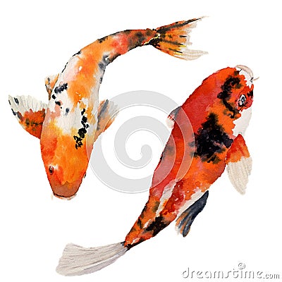 Watercolor oriental rainbow carp set. Koi fishes isolated on white background. Underwater illustration for design, background or Cartoon Illustration