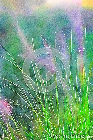 Watercolor of ornamental grass with flower spikes. Digitalart. Stock Photo