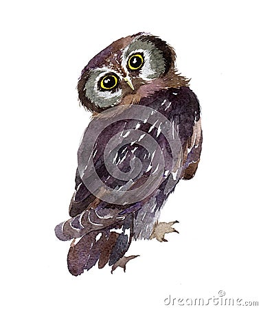 Watercolor owl bird isolated Cartoon Illustration