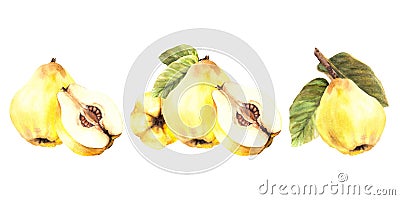 Watercolor painted arrangement plant set. Yellow quince whole, cut fruits with leaves. Illustration Cartoon Illustration